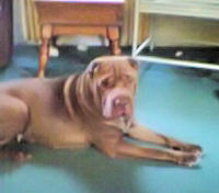 Chinese Shar-Pei - Taz