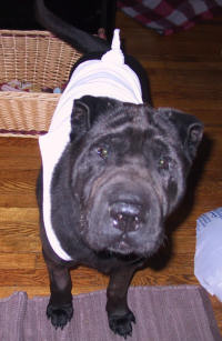Chinese Shar-Pei - Teddy Bear