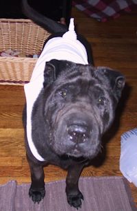 Feature SharPei-Teddy