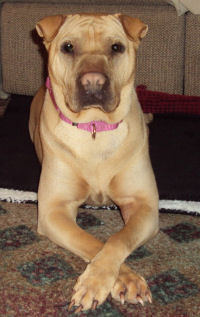 Chinese Shar-Pei - Tess