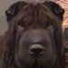 Shar-Pei Baby Girl