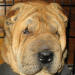 Shar-Pei Bam