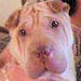 Shar-Pei BrookLynn