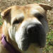 Shar-Pei Candy