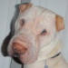 Shar-Pei Cezar