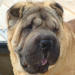 Shar-Pei Champ