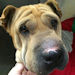 Shar-Pei Charlotte