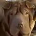 Shar-Pei Cinnamon