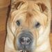 Shar-Pei Cody