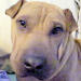 Shar-Pei Dolly Baby