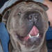 Shar-Pei Duke