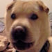 Shar-Pei Foxy