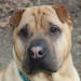 Shar-Pei Bubba
