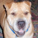 Shar-Pei Georgia