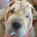 Shar-Pei Gracie