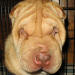 Shar-Pei Gumbo