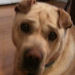 Shar-Pei Jacques