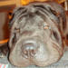 Shar-Pei Kahlua