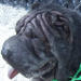 Shar-Pei Kato