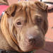 Shar-Pei Lea