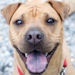 Shar-Pei Buffy