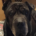 Shar-Pei Max