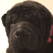 Shar-Pei Mia