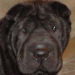 Shar-Pei Minnie