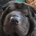 Shar-Pei Misha