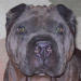 Shar-Pei Nakita