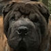 Shar-Pei Piper