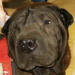 Shar-Pei Piper
