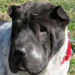 Shar-Pei Po