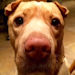 Shar-Pei Princess