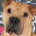 Shar-Pei Rocky