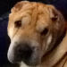 Shar-Pei Romeo