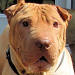 Shar-Pei Ronnie