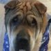 Shar-Pei Sable