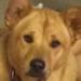 Shar-Pei Sadie