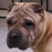 Shar-Pei Salsa