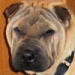 Shar-Pei Shea