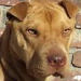 Shar-Pei Sherry