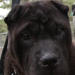 Shar-Pei Sugar