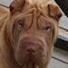 Shar-Pei Summer