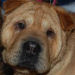 Shar-Pei Suzee