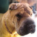 Shar-Pei Tango