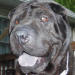 Shar-Pei Tanner