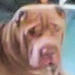 Shar-Pei Taz