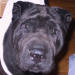 Shar-Pei Teddy Bear