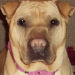 Shar-Pei Tess